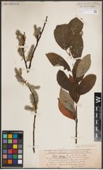 Foto von Salix caprea L.